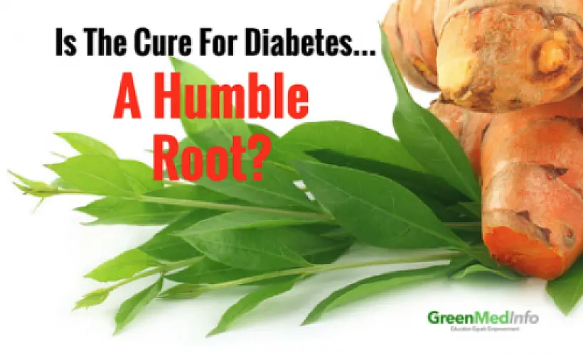 Is the Solution for Diabetes a Humble Root?