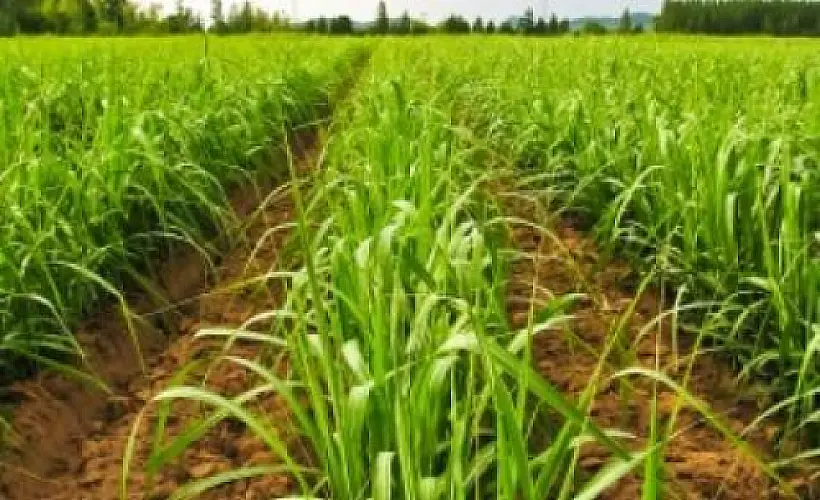 Sugarcane Extract Superior to Cholesterol-Lowering Drugs?