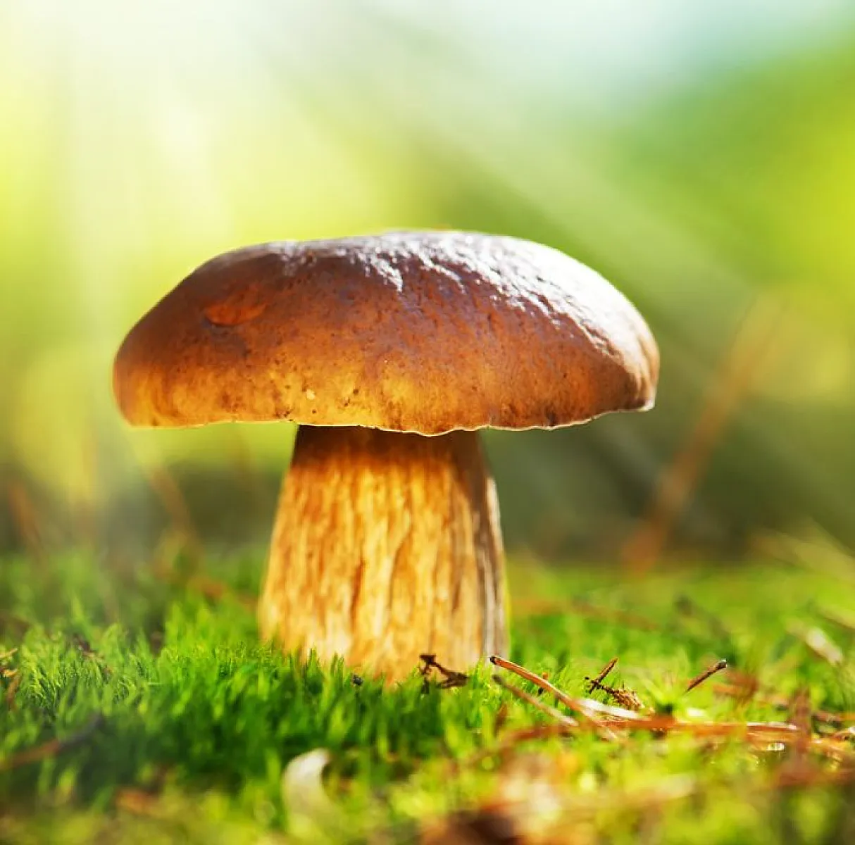 Decomposing the Myth That Mushrooms Can't Produce Vitamin D3