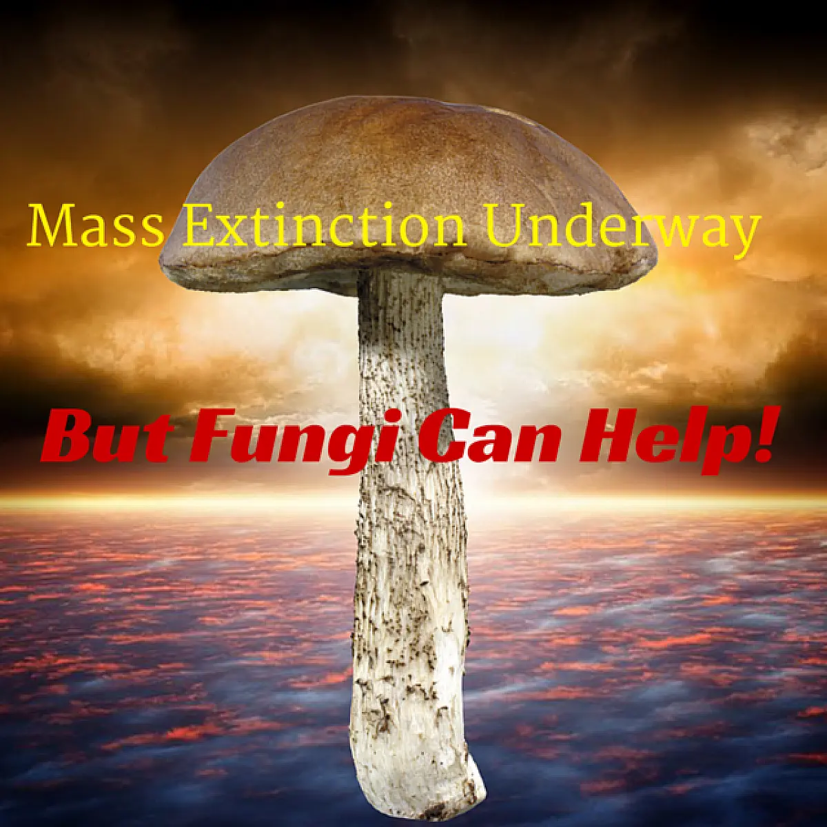 Mass Extinction Underway But Fungi Can Help!