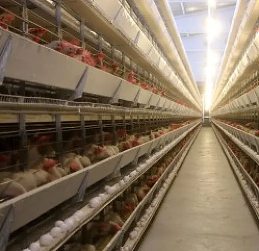 What Did The Chicken On Your Plate Eat?