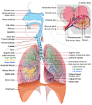 Galantamine