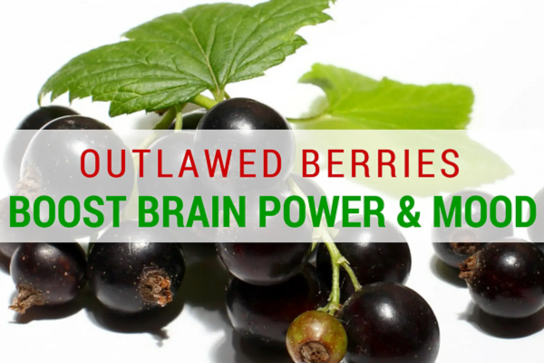 Outlawed Berries Boost Brain Power and Mood
