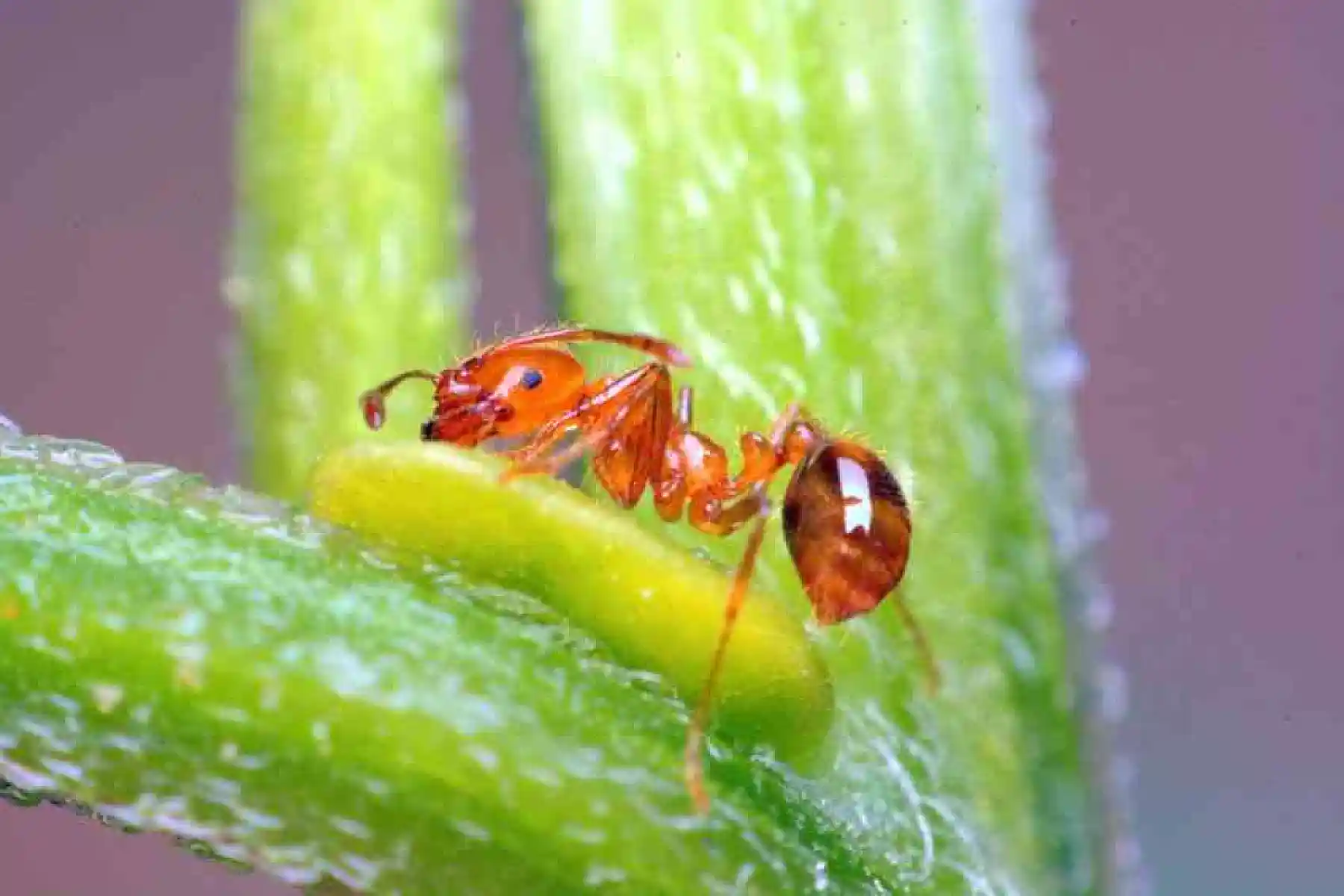 Even Ants Use Natural Medicine Because IT WORKS