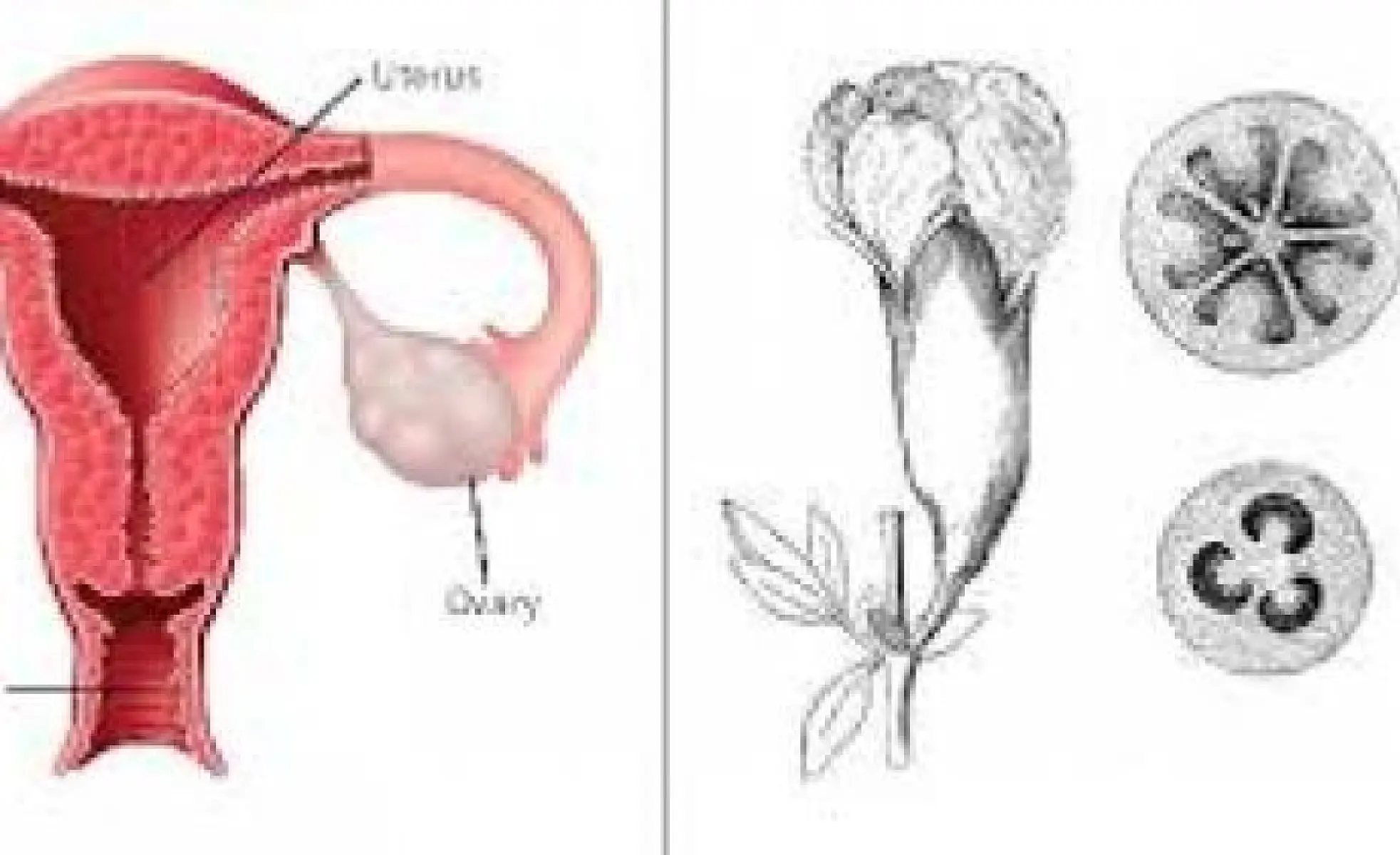 Amazing Fact: Pomegranate Can Serve As A Backup Ovary 