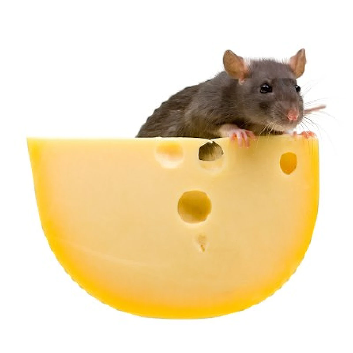 The FDA Allows Animal Parts, Excrement, Mold In Our Food