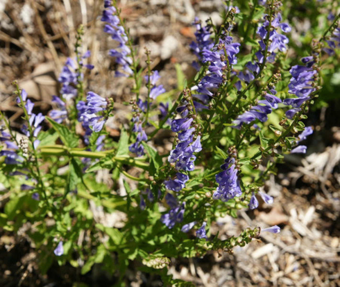 Noradrenergic