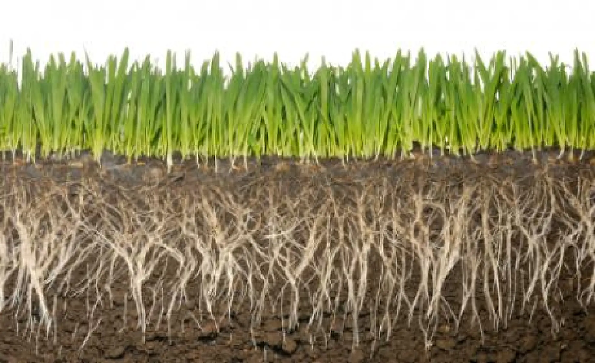 The Central Organizing Principles of GreenMedInfo Grassroots