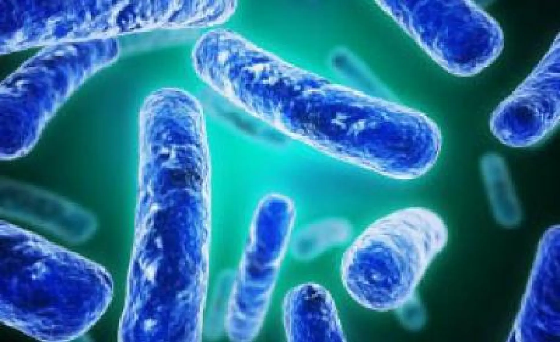 Probiotics Destroy Toxic Chemicals in our Gut for Us