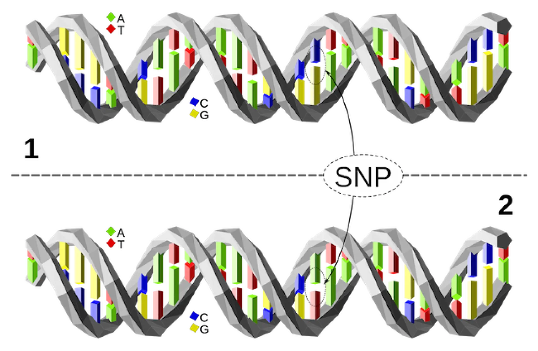 What is a “SNP” and Why Should You Care?