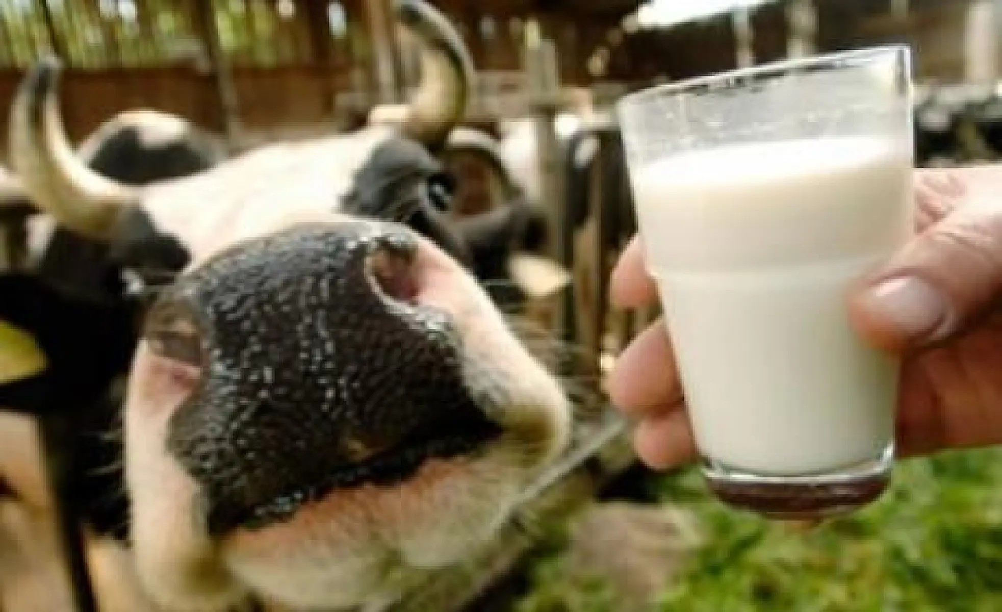 New Study: Amish Prove Raw Milk Promotes Health in Children