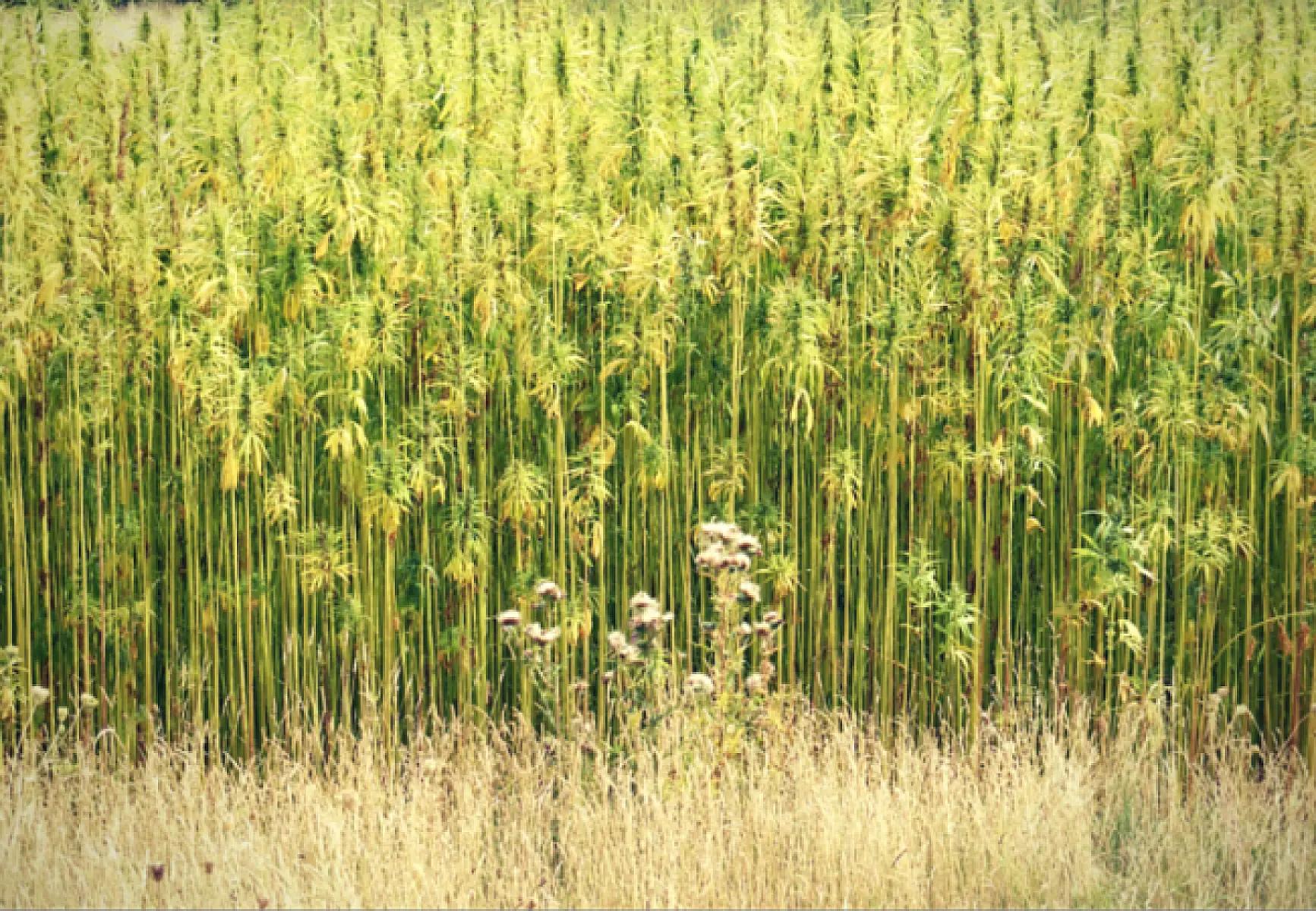 Primary Health Benefits of Hemp