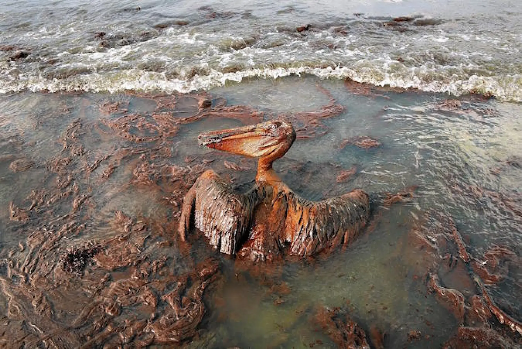 Study Finds Dispersants Did Not Help Oil Degrade in BP Deepwater Horizon Spill