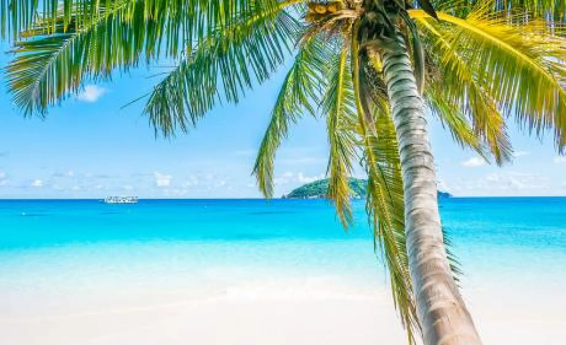 Coconut: The Earth's Most Widespread Medicinal Fruit Plant