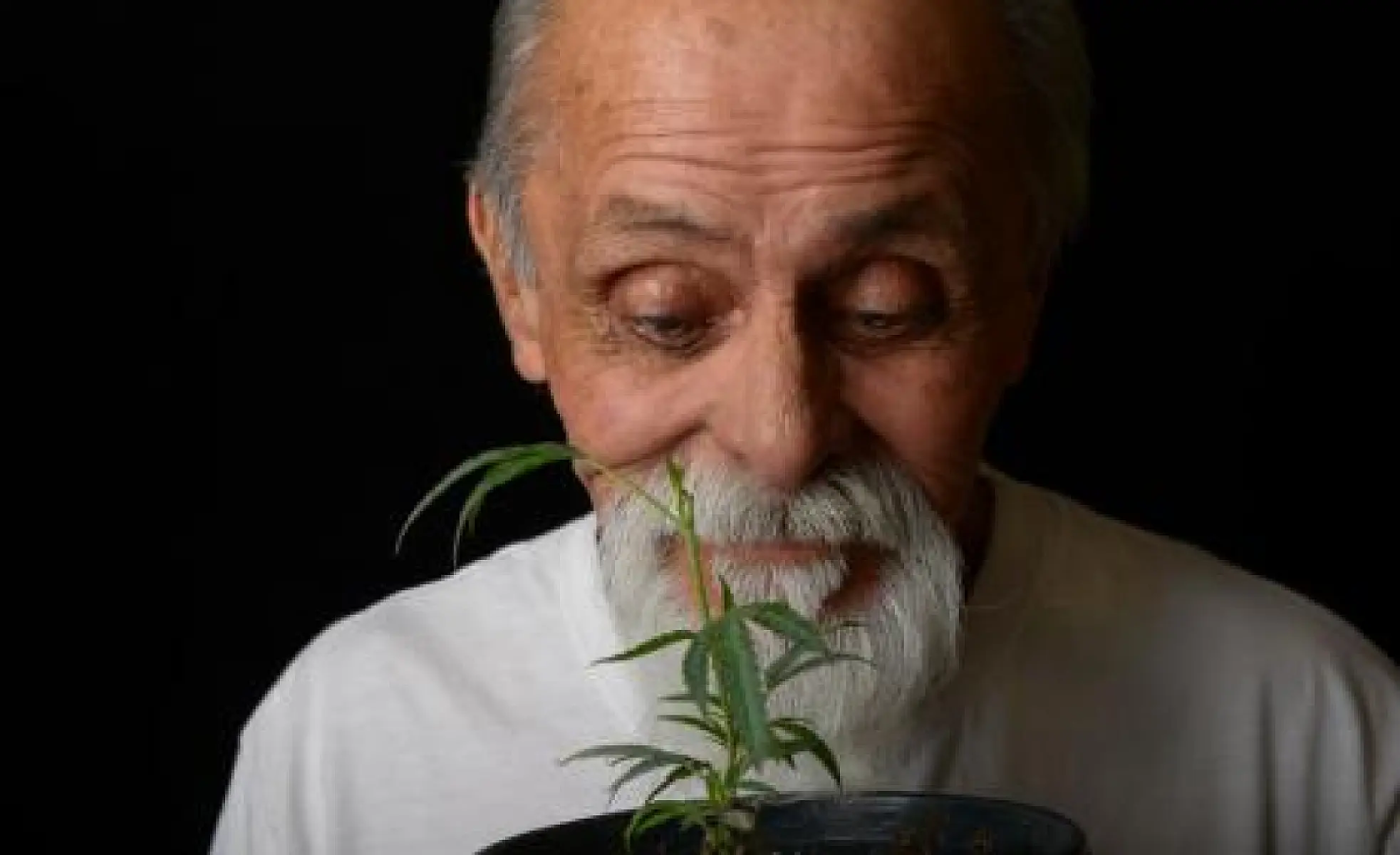 Pot for Parkinson's? The Scientific Evidence Is Compelling