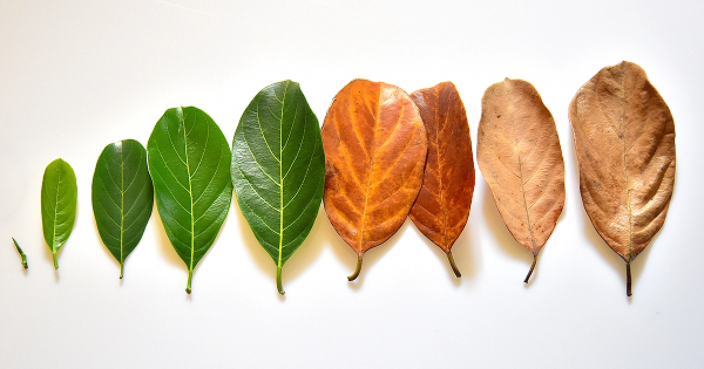 The Common Denominator of All Disease; Part Two......   Is Chronic Disease Just Aging?
