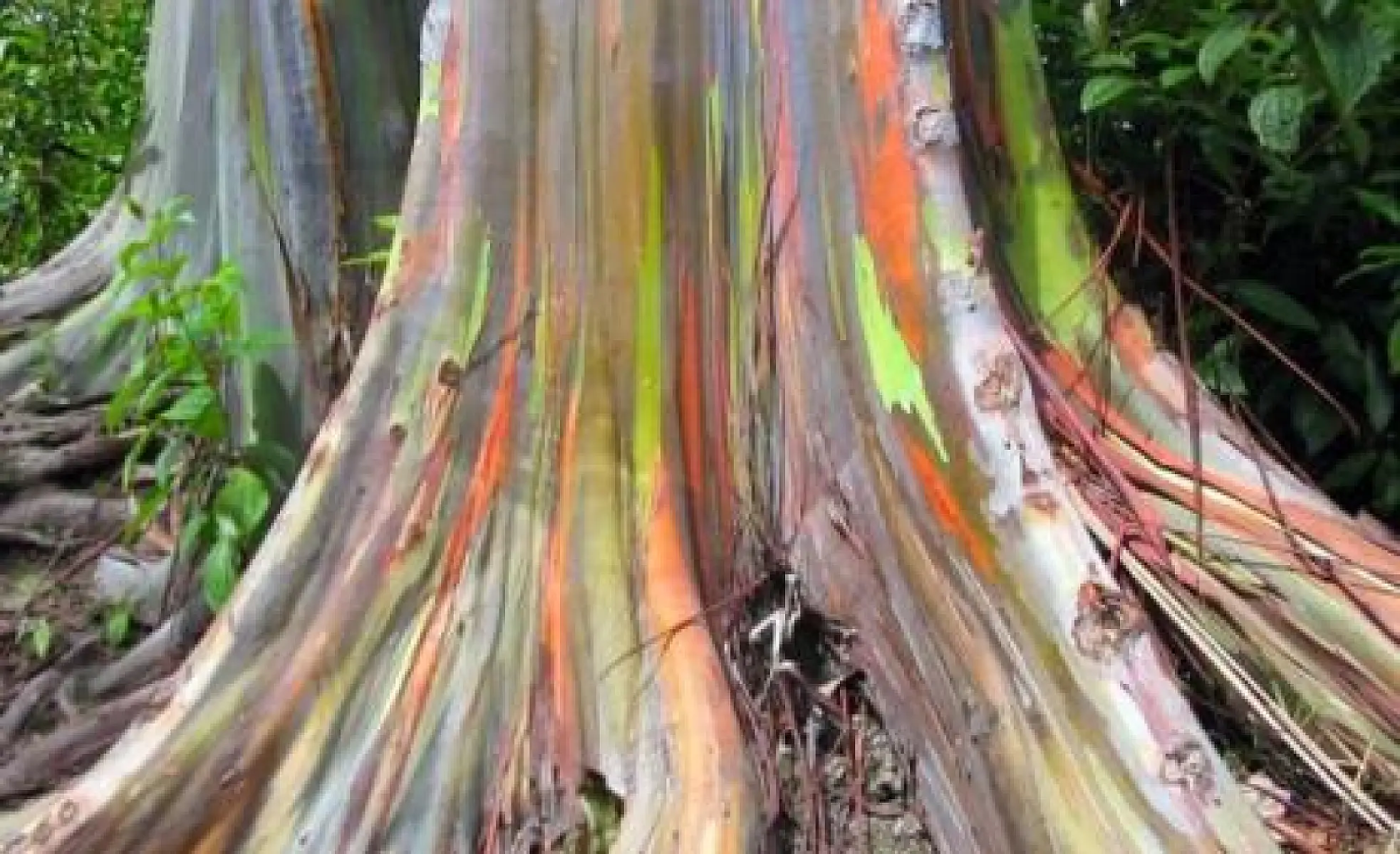 Research Reveals Plants Can Think, Choose & Remember