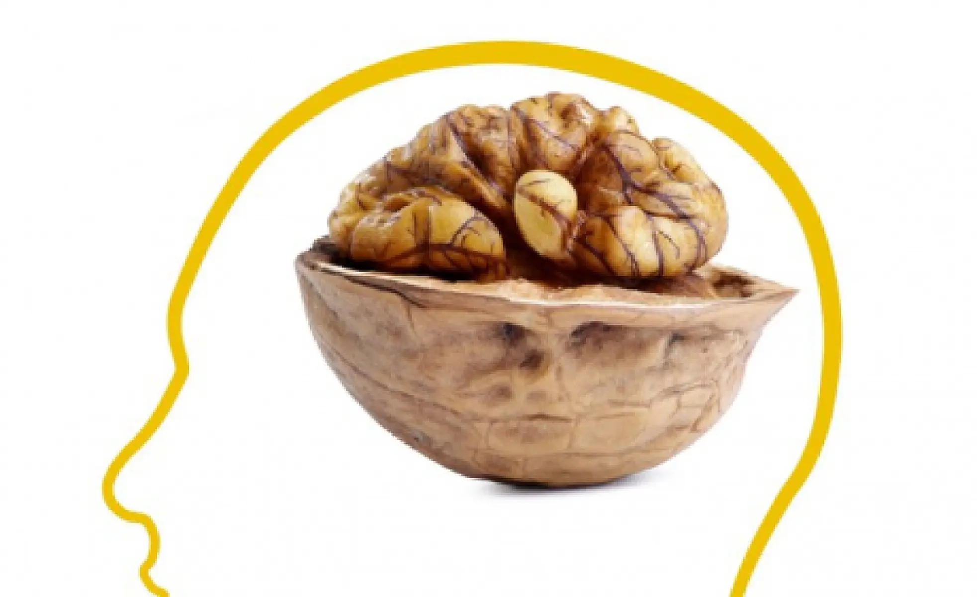 Why Walnut Resembles the Brain It Nourishes