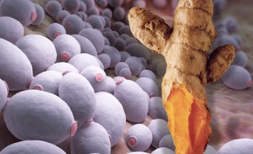 Yeast is a Cause of Cancer and Turmeric Can Kill Both, Research Confirms
