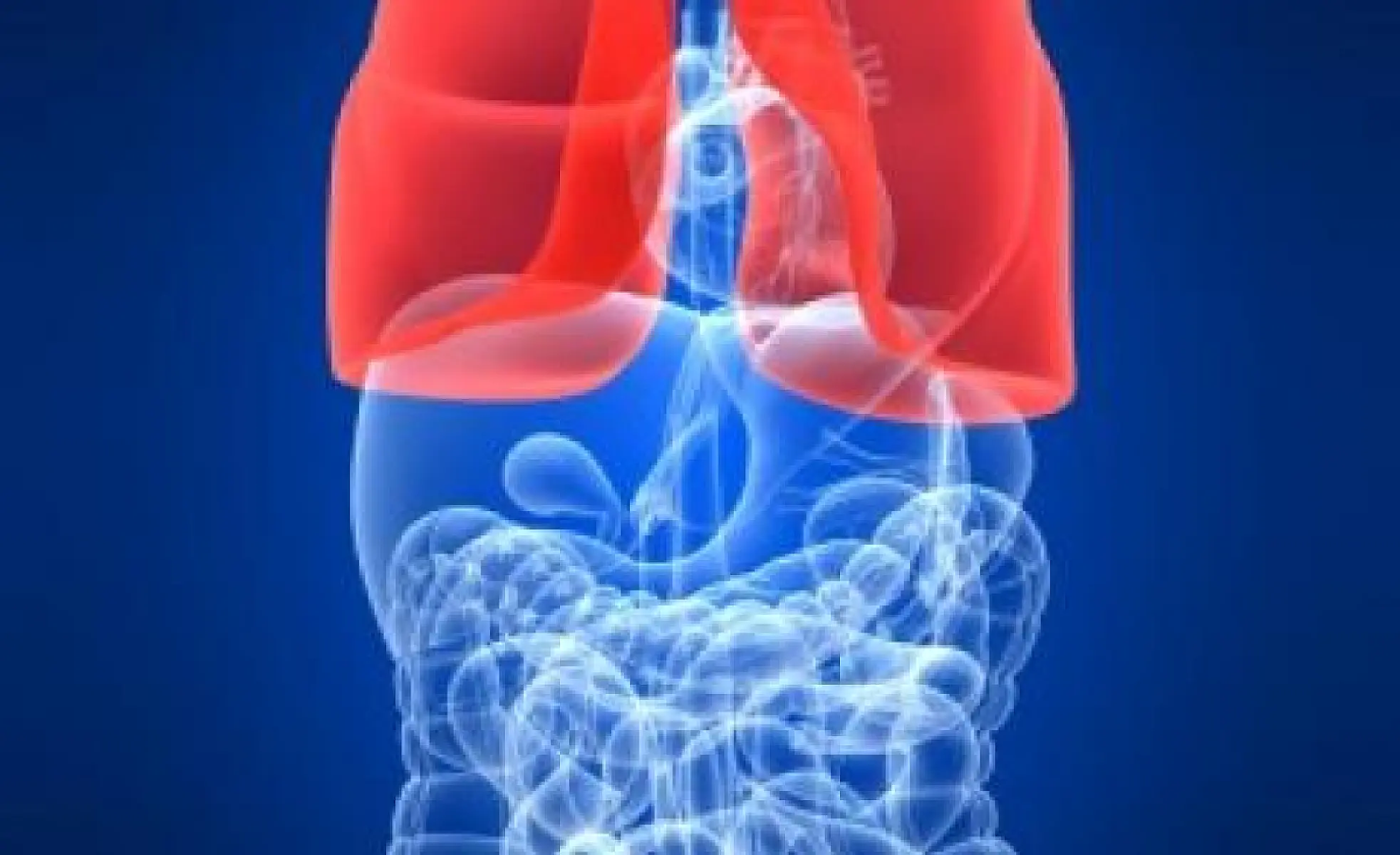 6 Bodily Tissues That Can Be Regenerated Through Nutrition