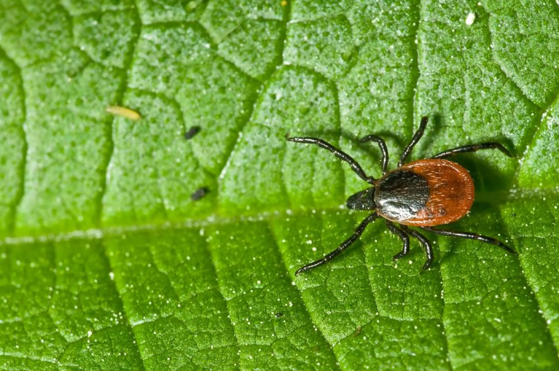 Stevia Kills Lyme Disease Pathogen Better Than Antibiotics (Preclinical Study)