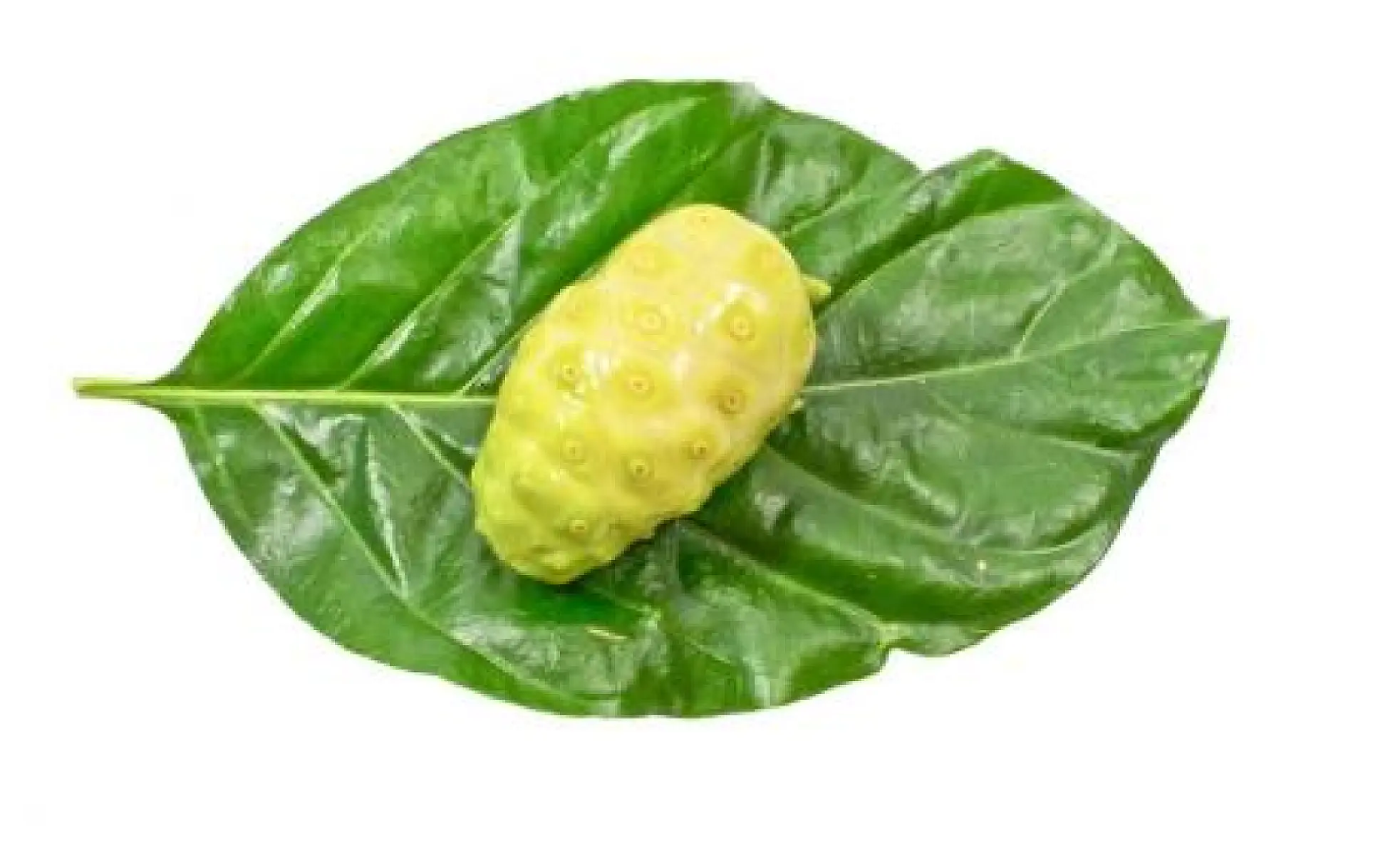 Noni Leaf Extract Superior to Chemotherapy for Lung Cancer (Preclinical Study)