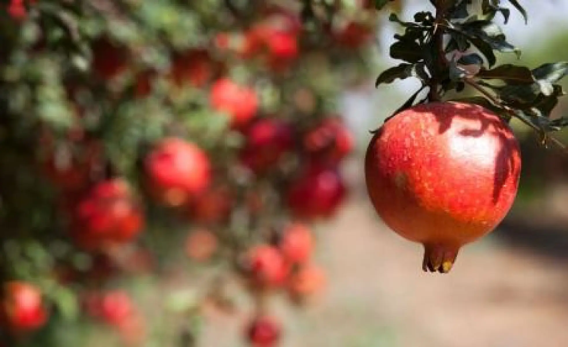 Why Eating Pomegranate Could Save Millions of Lives