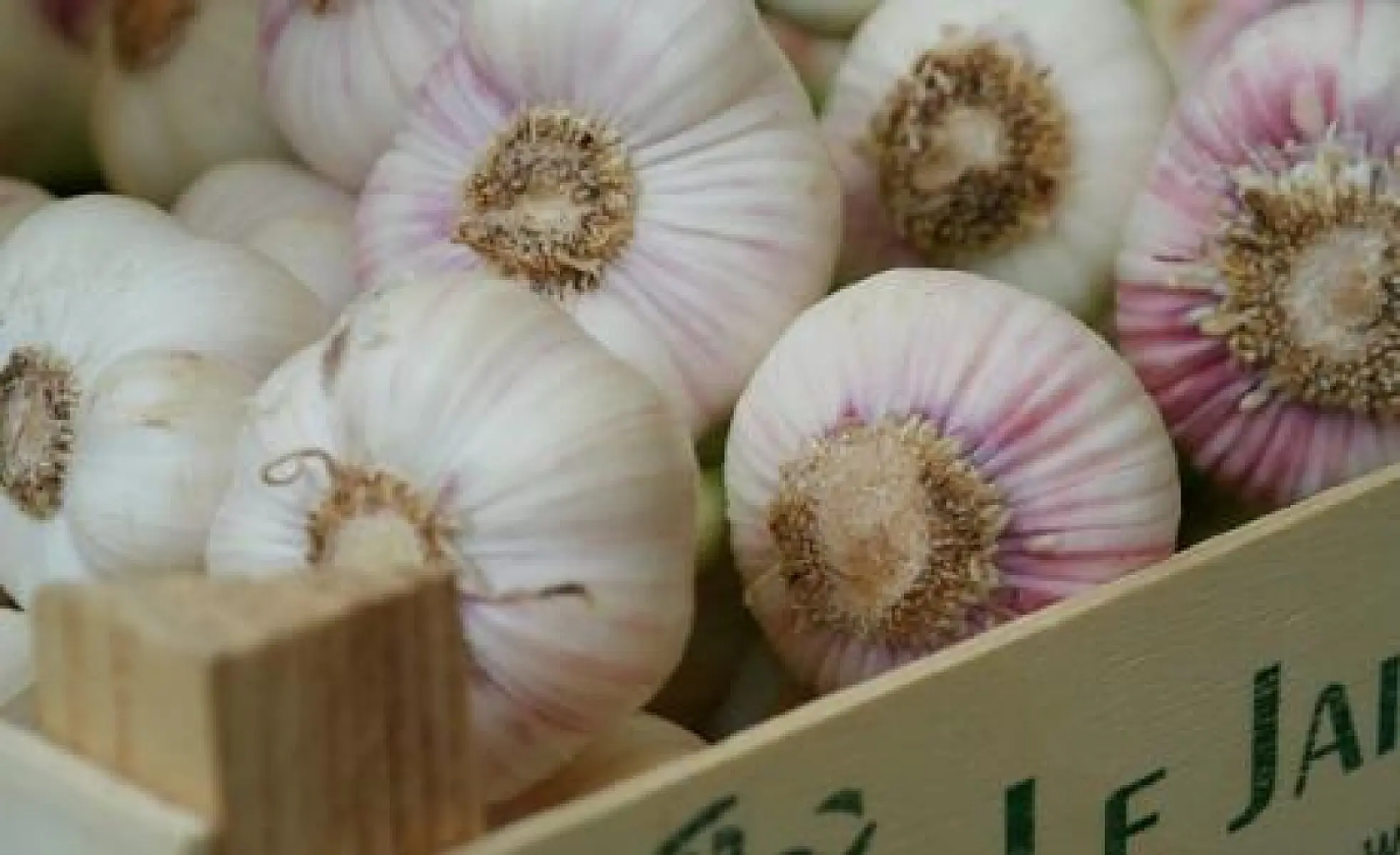 7 Healthy Reasons To Eat More Garlic Every Day