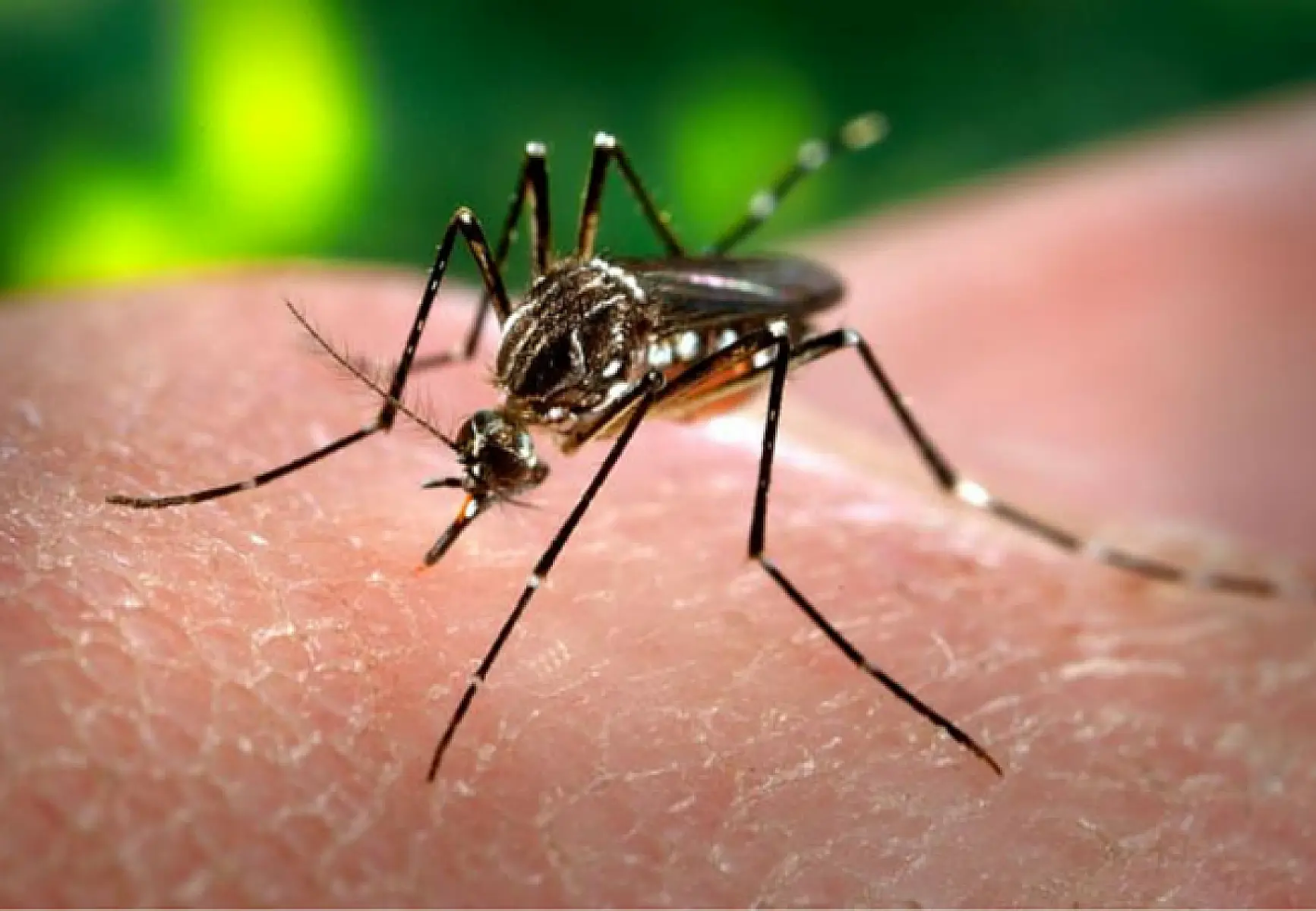 What is the Zika Virus Epidemic Covering Up?