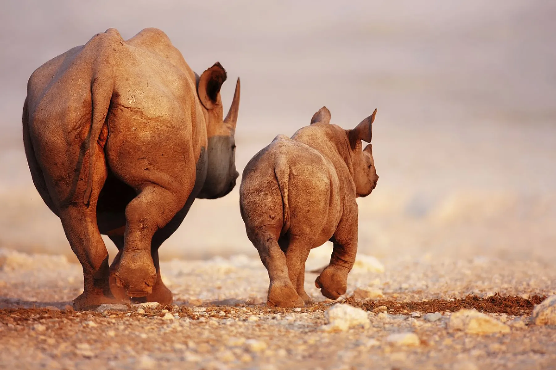 In a Rhino, Everything