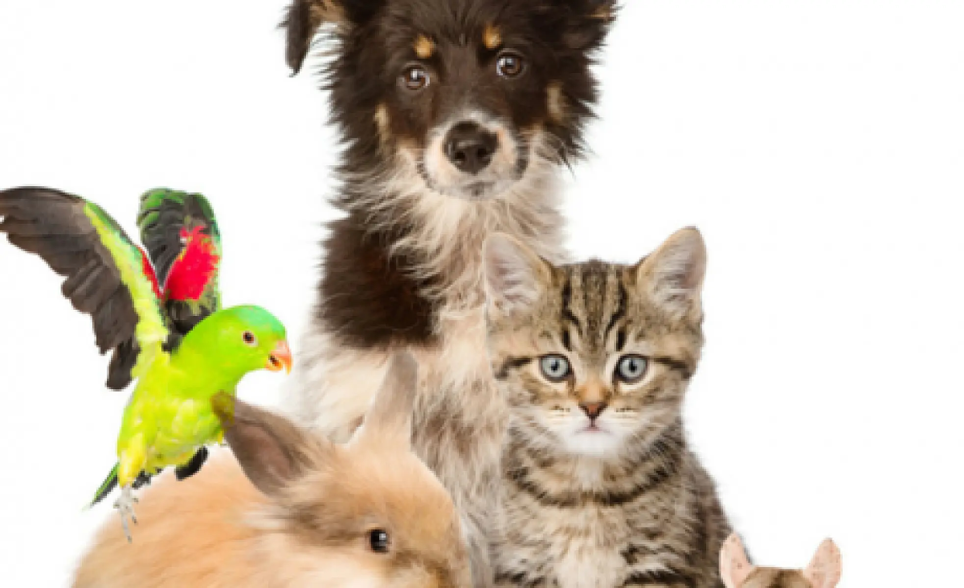 The Latest Study on Human - Pet Bonding Says You May Be Under a Spell