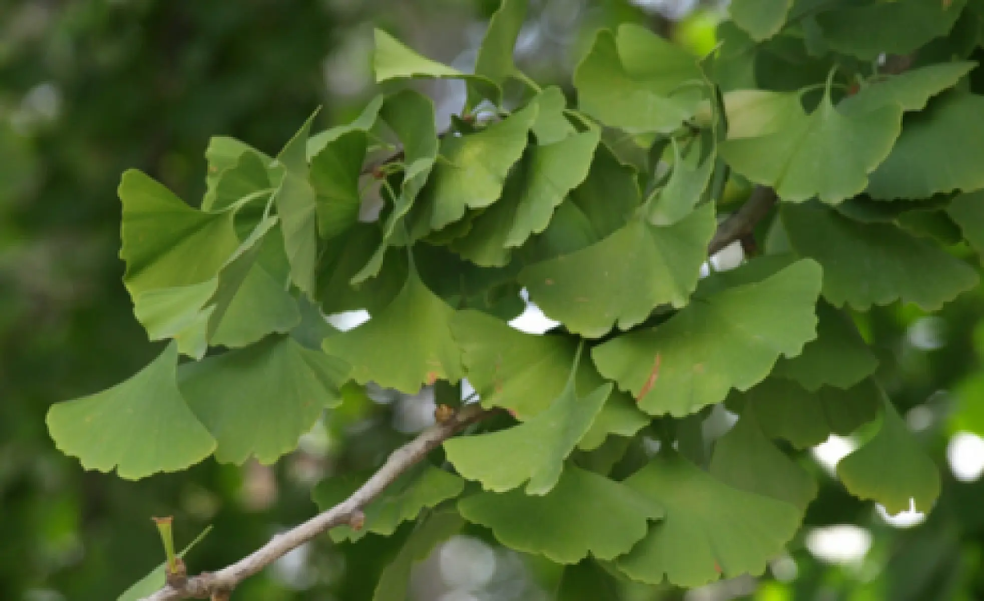 17 Proven Health Benefits of Ginkgo Biloba