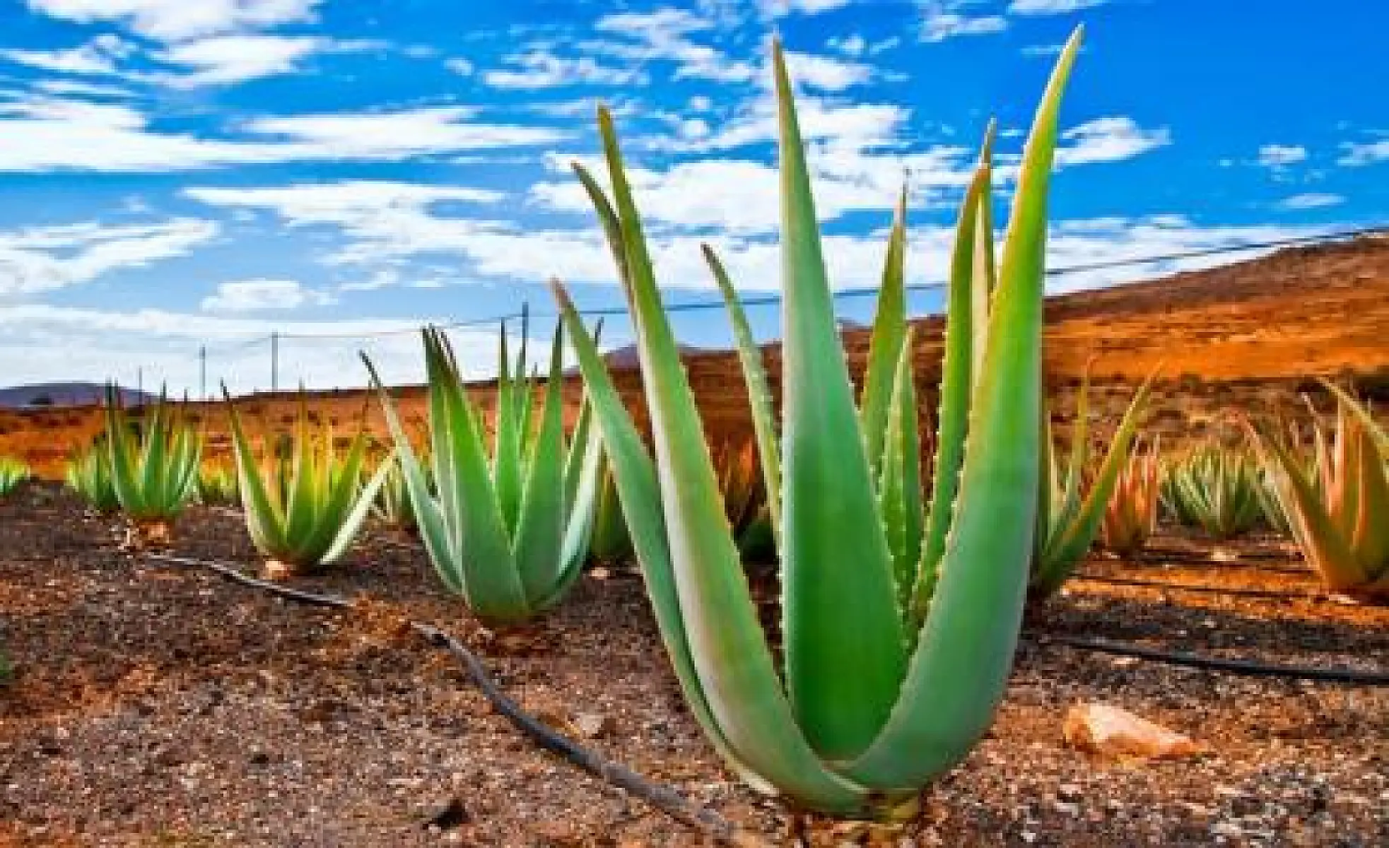 7 Amazing Healing Powers of Aloe Vera