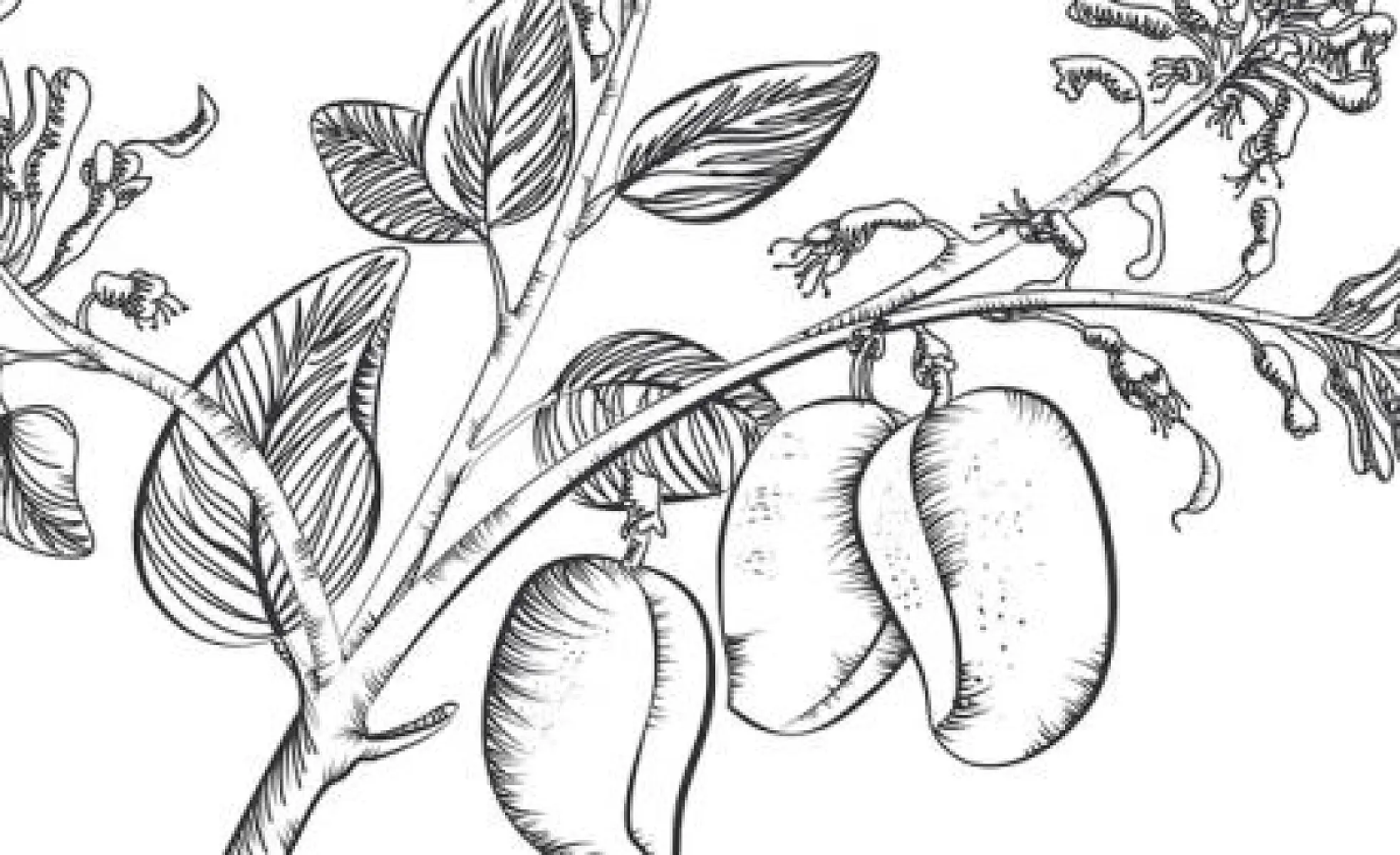 Griffonia Simplicifolia, an African Herb, Found Superior to Drugs for Motion Sickness
