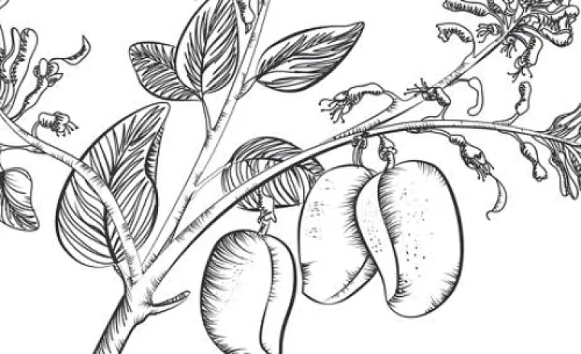 Griffonia Simplicifolia, an African Herb, Found Superior to Drugs for Motion Sickness