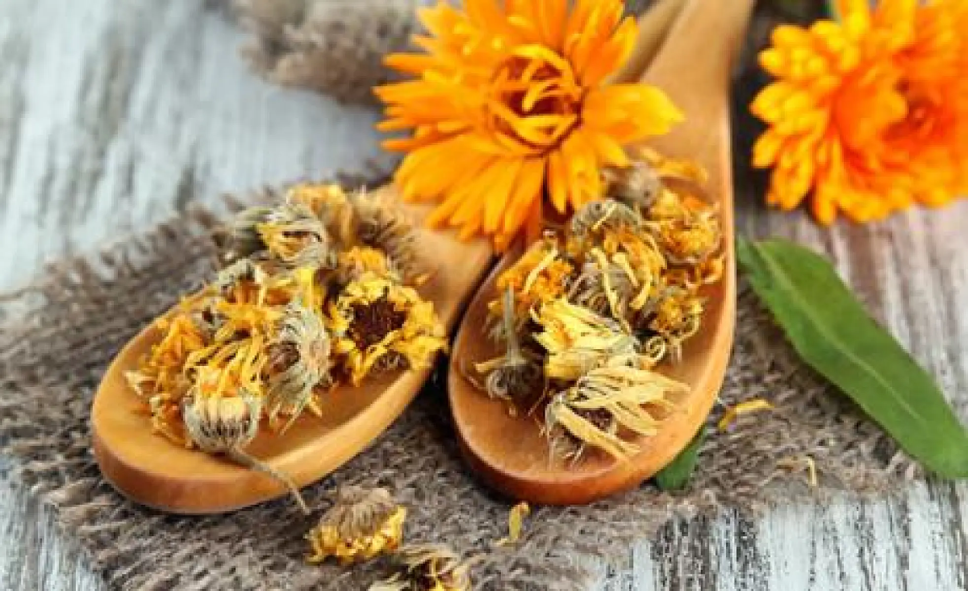 The Many Benefits of Calendula Officinalis (Marigold)