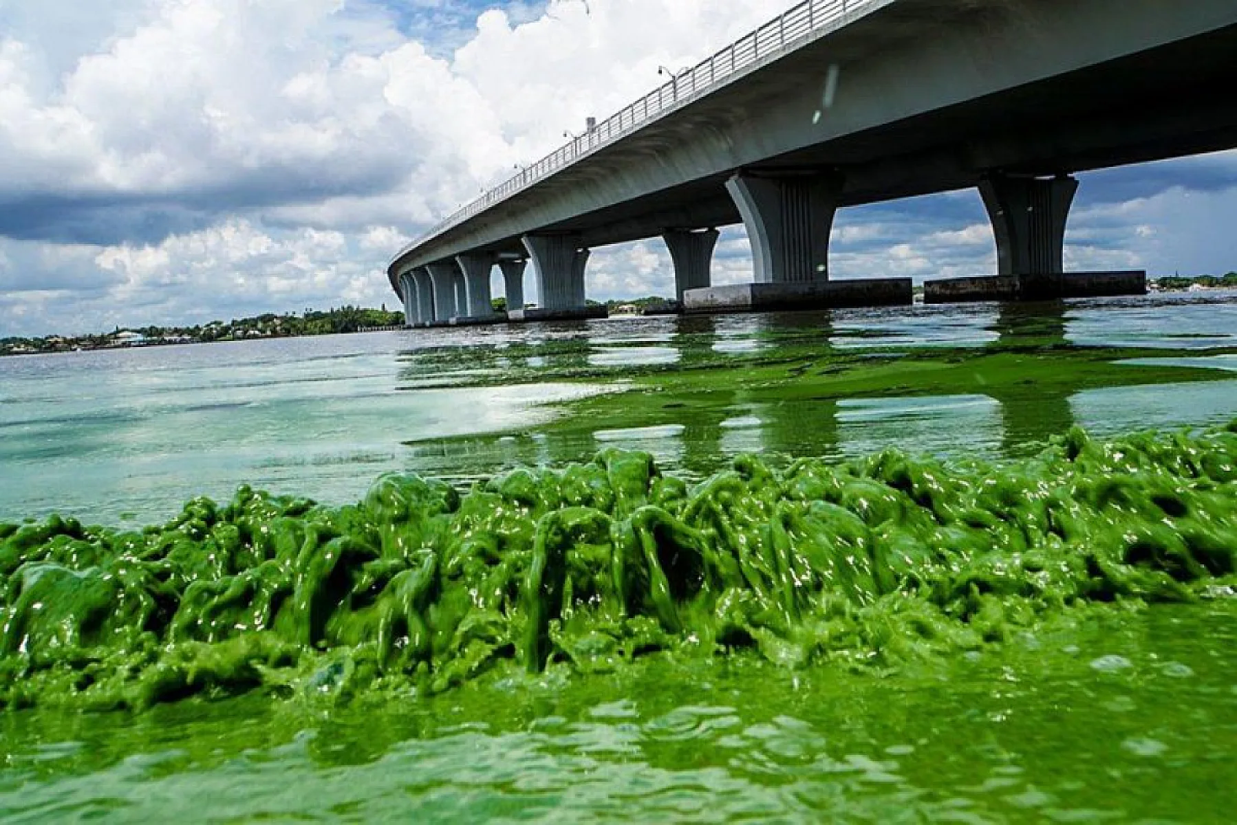 The Real Reason Toxic Algae Hit Florida's Beaches