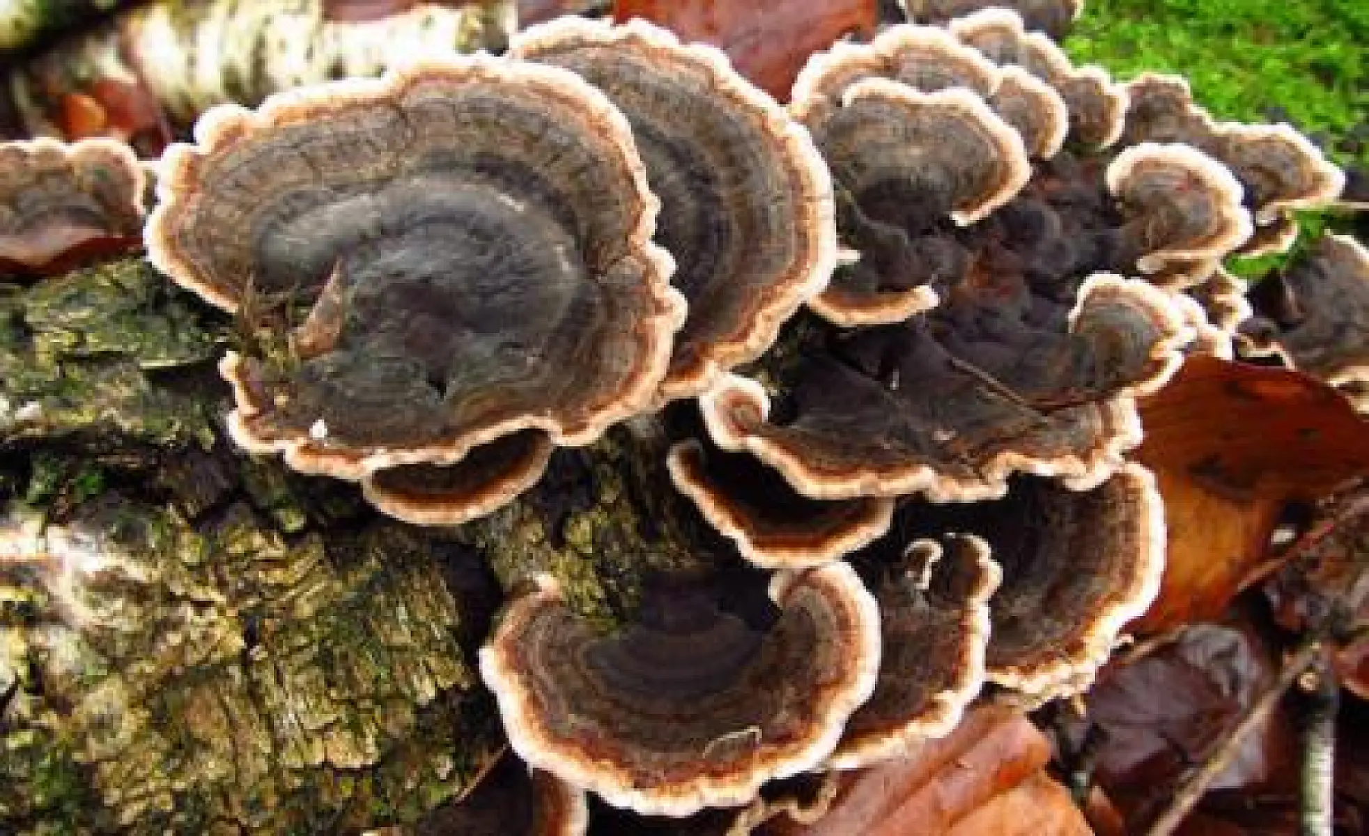 Mushrooms and Mycelium Help the Microbiome