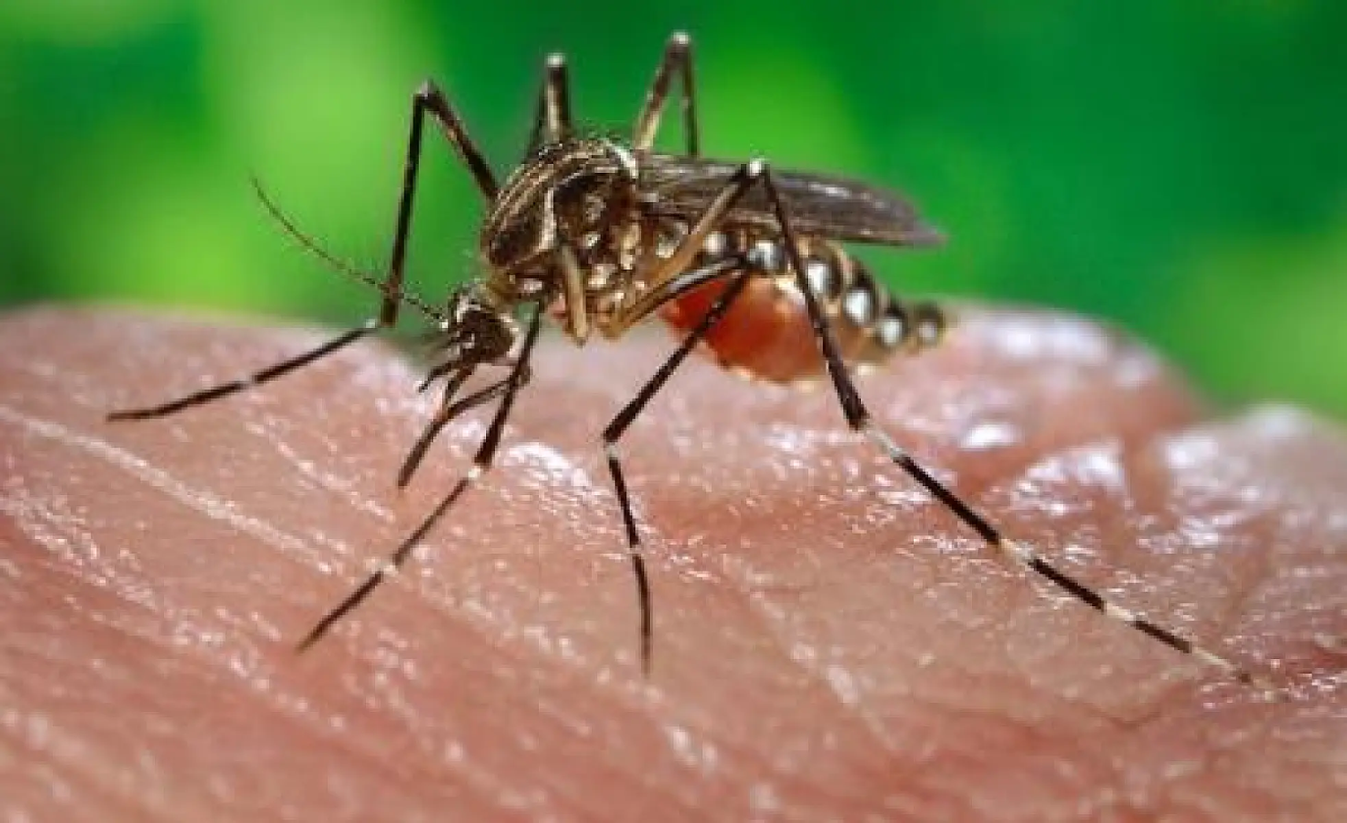 Microcephaly: Pesticides once again in the crosshairs