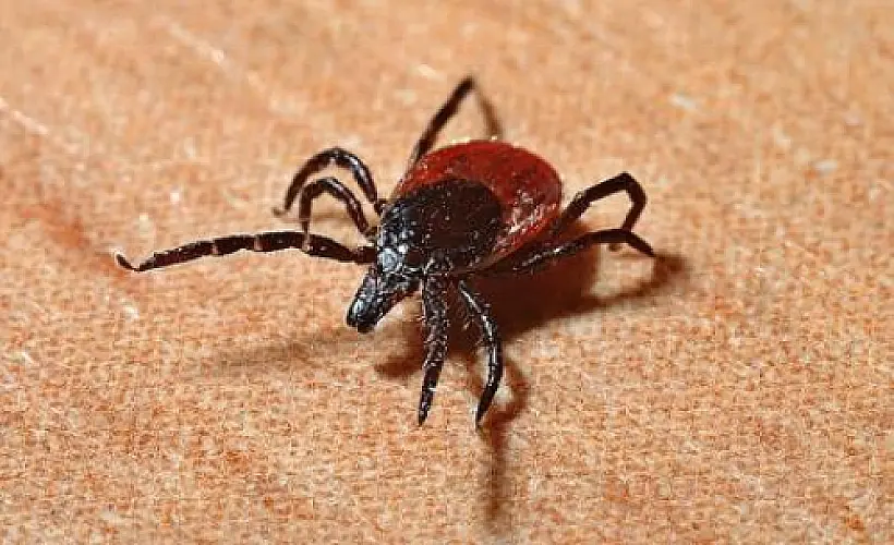Defeating Lyme Disease with Essential Oils