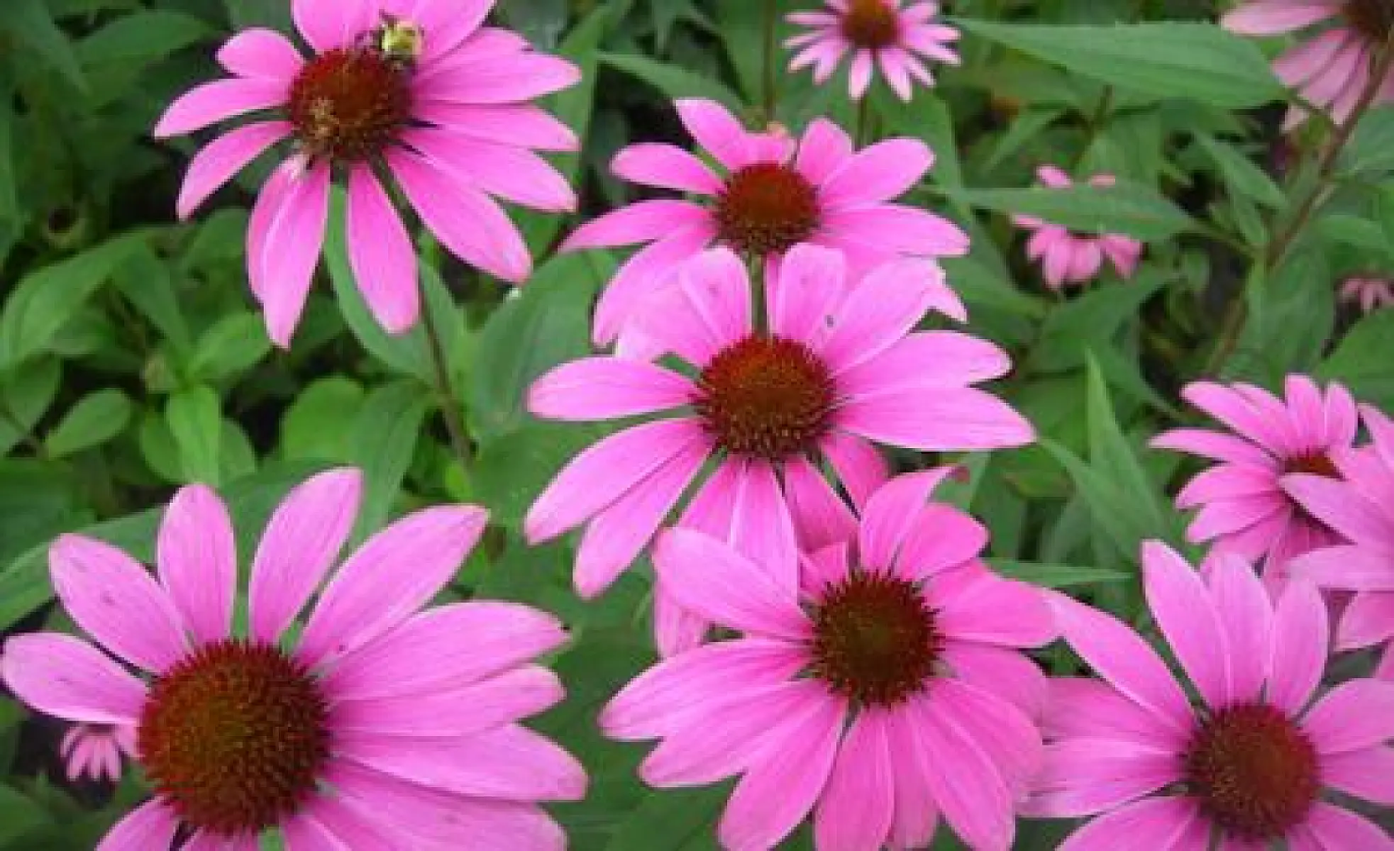 Not Just For Colds: Echinacea's Many Evidence-Based Uses