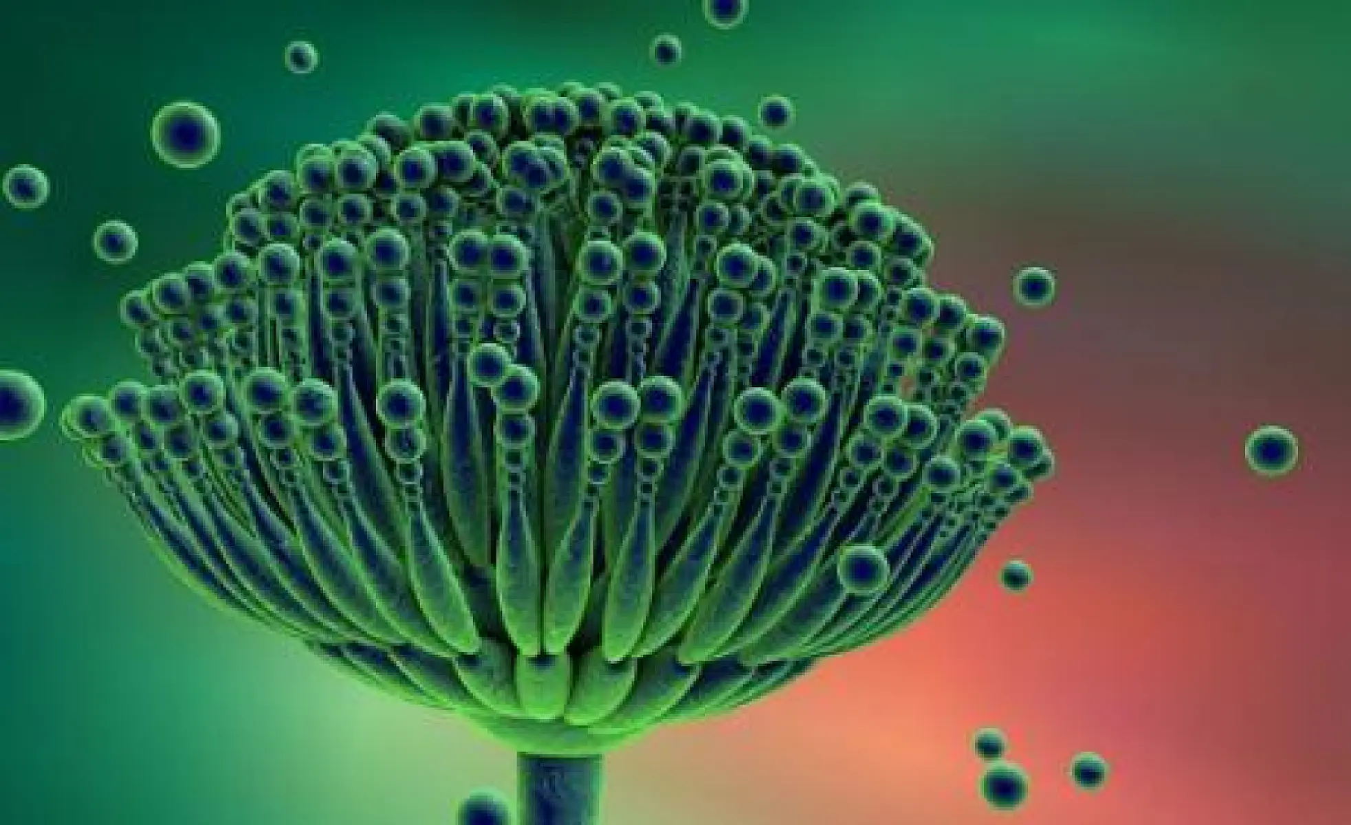 Aflatoxins: Poisons Hiding in Plain Sight