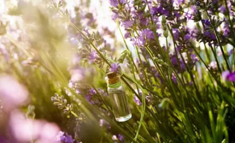 7 Healing Uses For Lavender Essential Oil