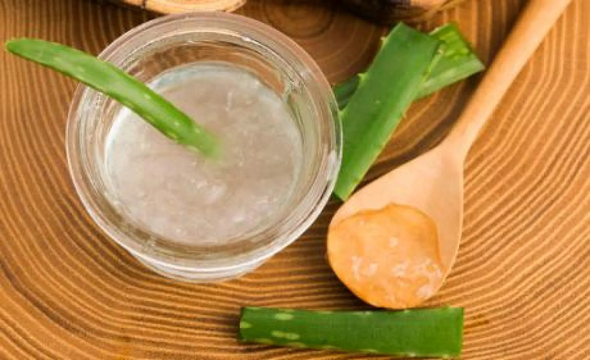 Aloe Vera the Medicinal House Plant