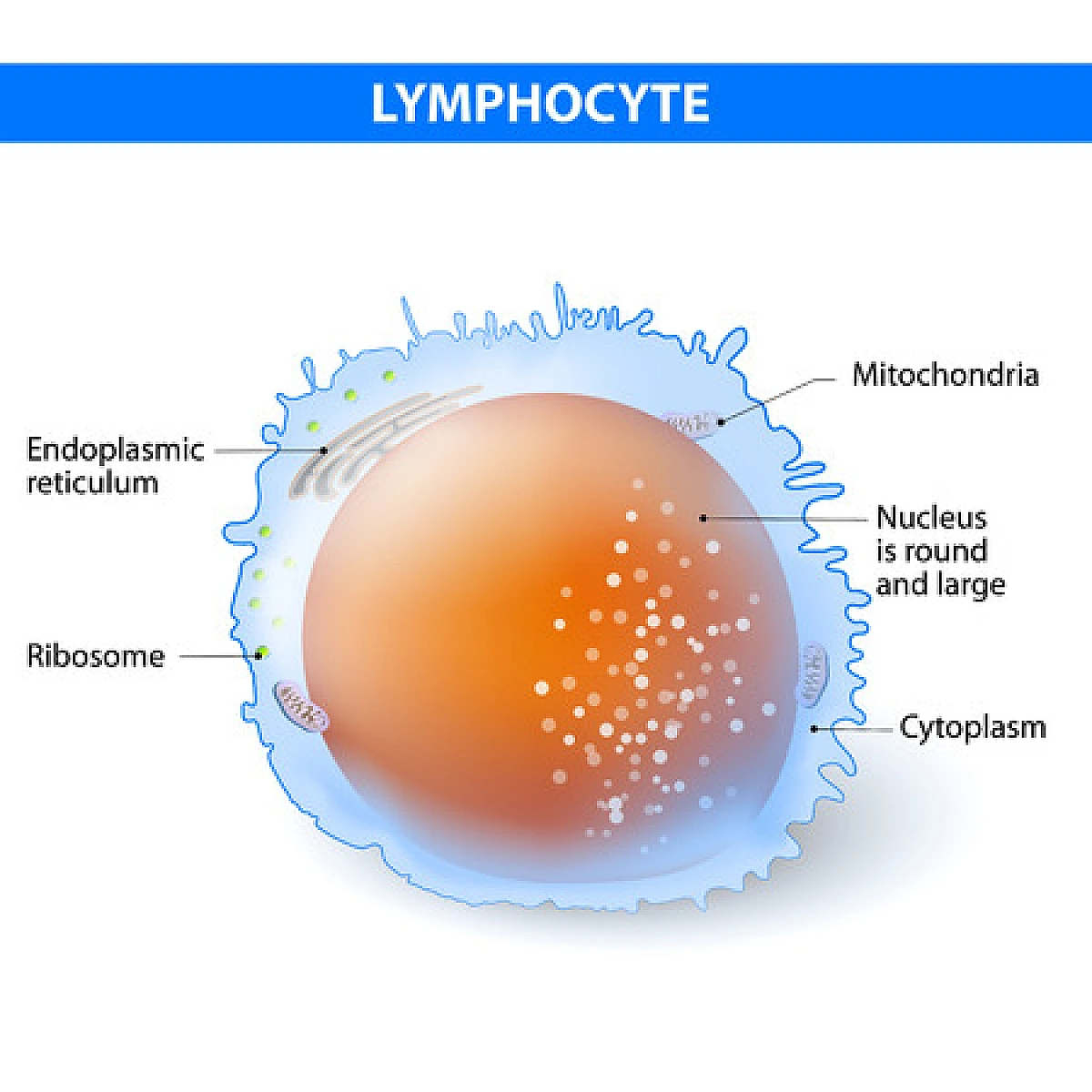 immunostimulent