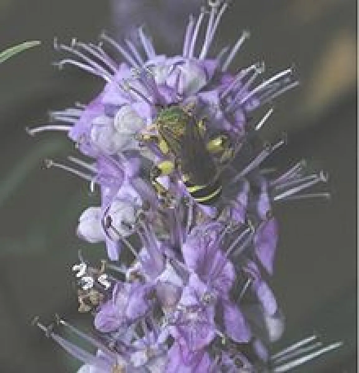 Vitex Agnus-Castus (Chasteberry) Does It Again: PMS