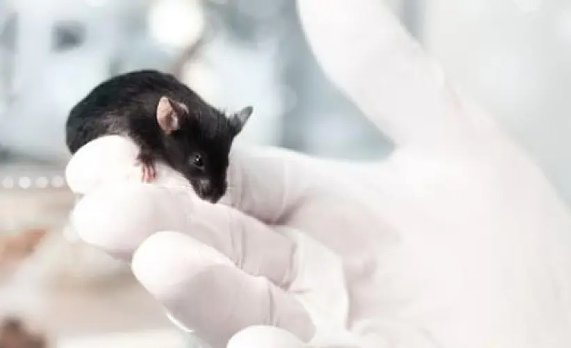 Colostrum Three Times More Effective than Flu Vaccine