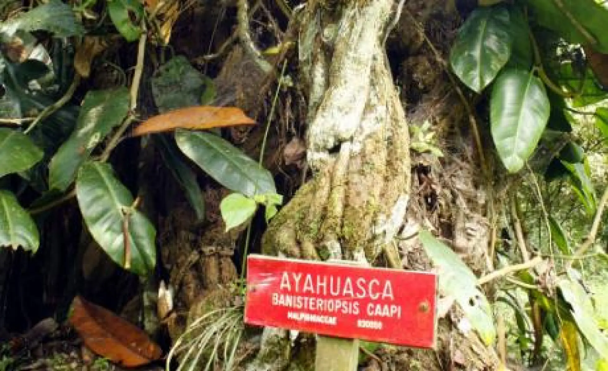 The Science of Ayahuasca