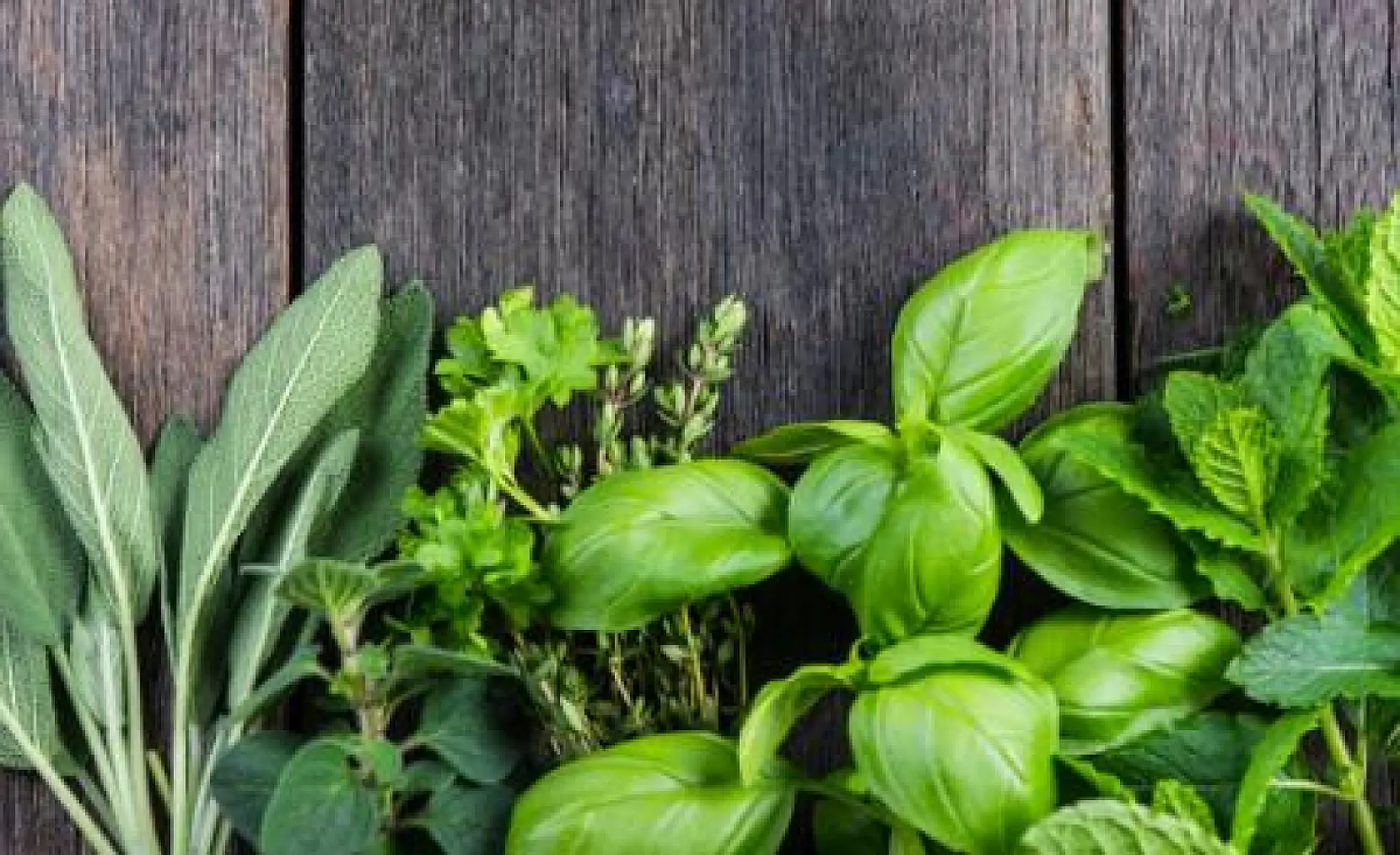 Growing Herbal Helpers at Home