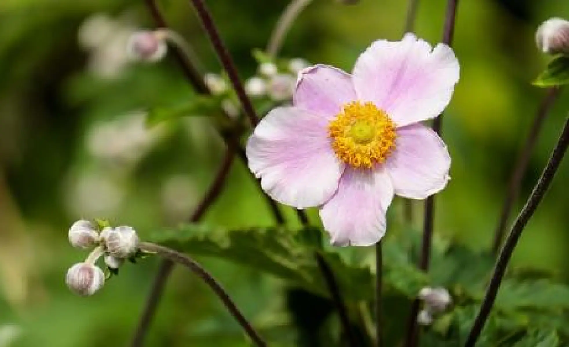 Why Flower Elixirs are the Best Thing You've Never Heard of